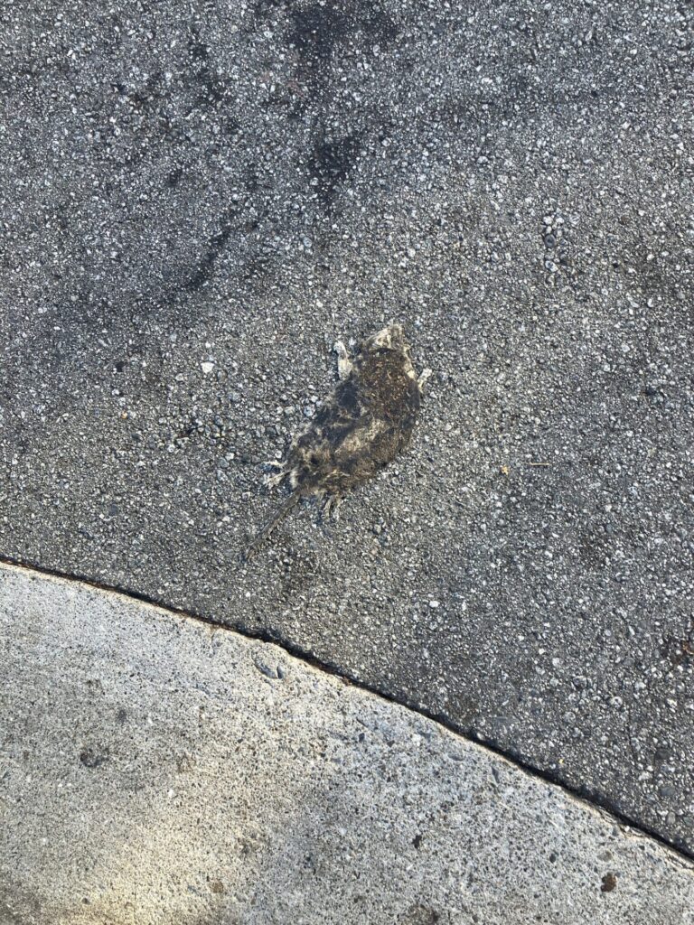 Very flat and dried up dead rat on street. 