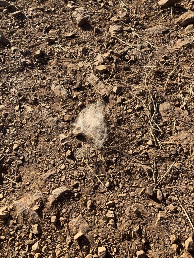 Dirt, straw, and rocky ground with a small clump of fuzzy beige hair that looks like a cloud.