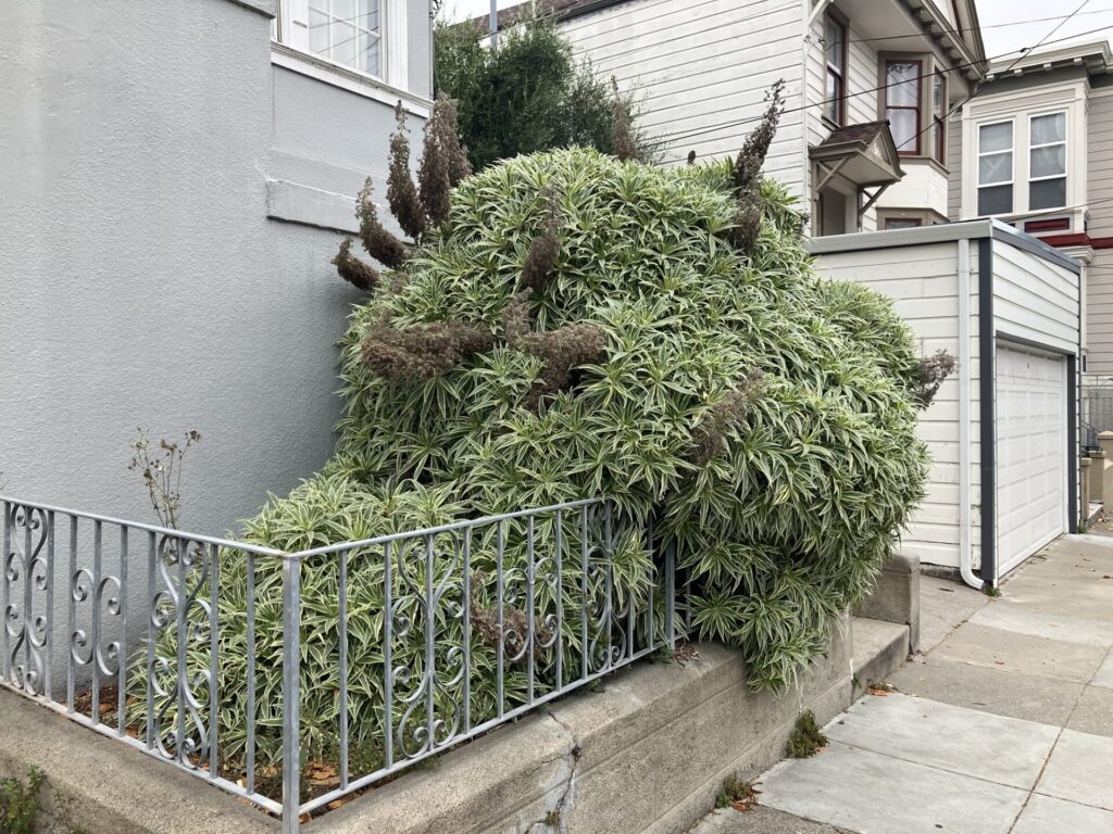 Succulent bush with dried up blooms that look like horns