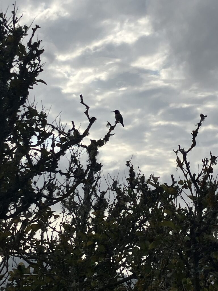 Silhouette of hummingbird in a tree against a gray sky. 