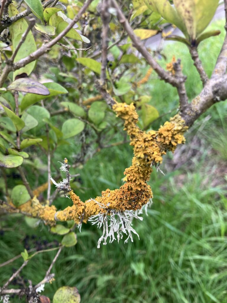 Tree branch with orange and light green lichen. 