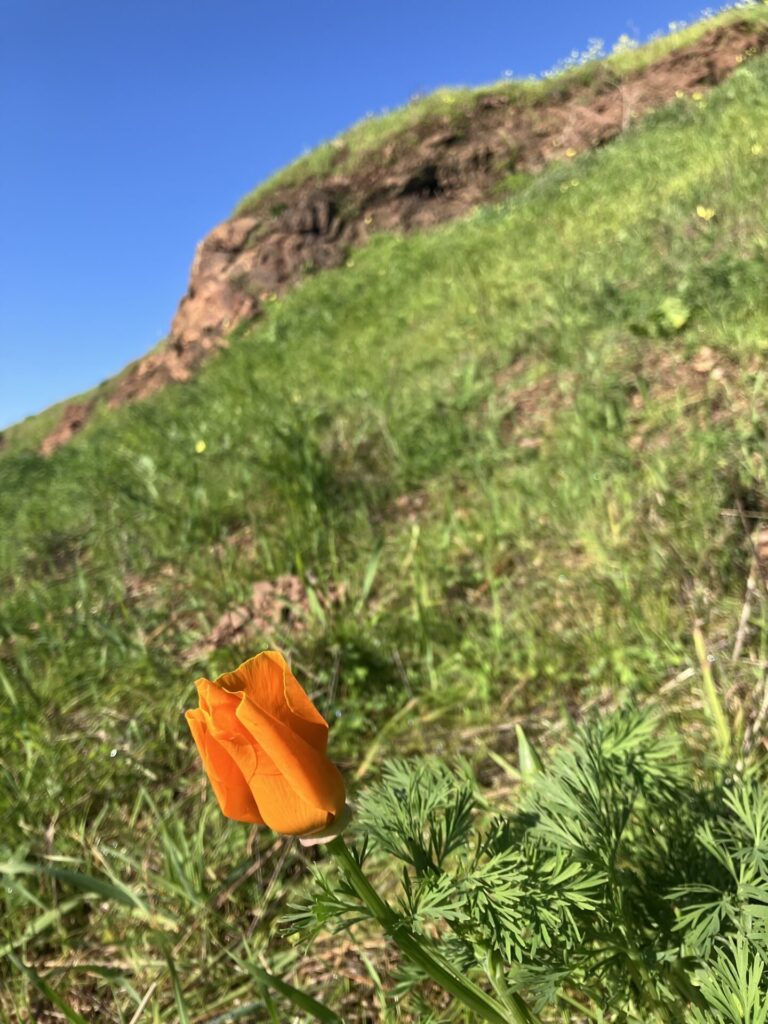 Orange california poppy beginning to bloom against a green hill. 