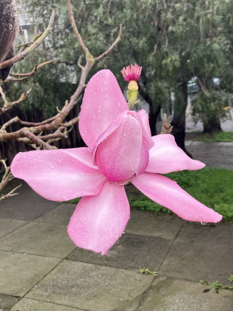 Pink magnolia blossom with drops of rain clinging to petals. 